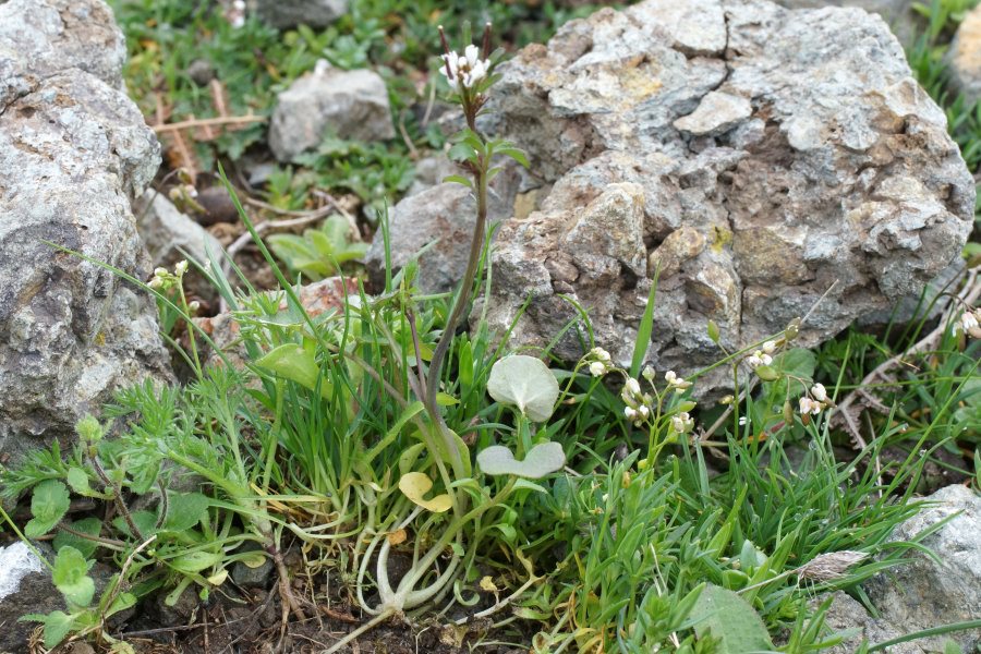 Cardamine hirsuta